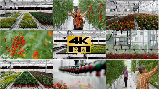 乡村振兴采摘现代农业大棚智慧农业高清在线视频素材下载
