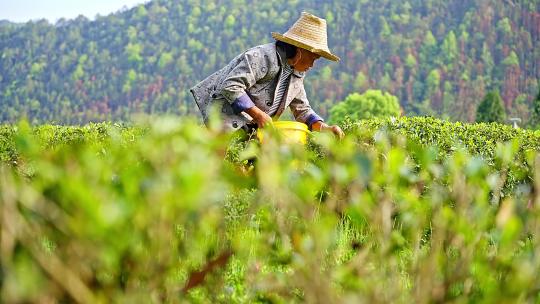 茶园采茶人