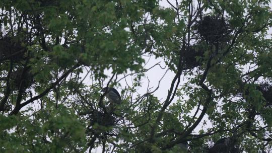 杭州茅家埠 飞鸟在树上筑巢