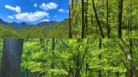 4K航拍山脉唯美意境森林多镜头高清在线视频素材下载