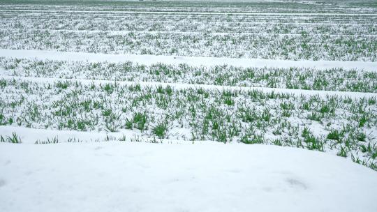 农村雪景色麦地