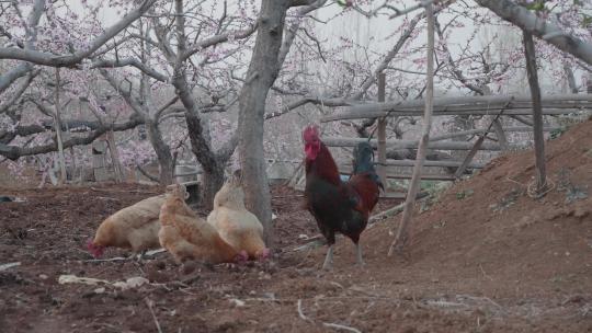 养鸡果园里一只公鸡和一群母鸡