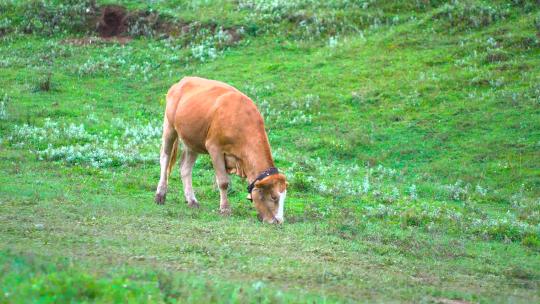 草原牛 牛吃草