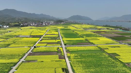 富阳美丽乡村油菜花花田