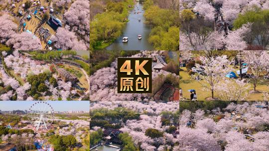 春樱花上海顾村公园航拍高清在线视频素材下载