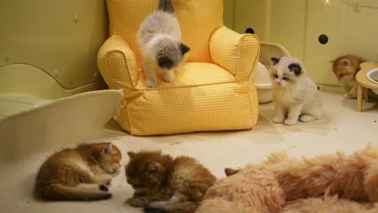 室内居家生活宠物猫咪休闲娱乐