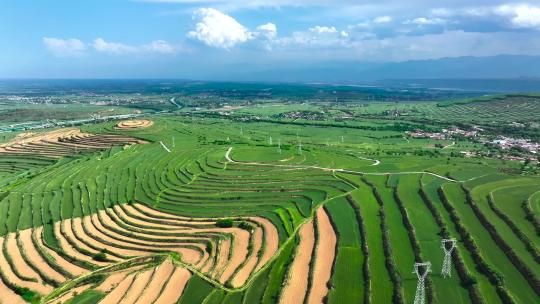 麦田 麦地梯田