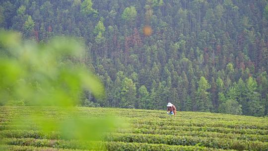 茶园风光