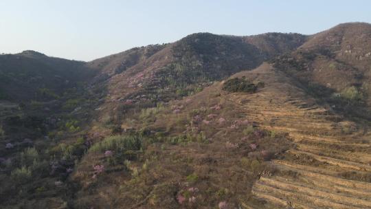 早晨阳光下桃花航拍梨花山坡农村耕地航拍