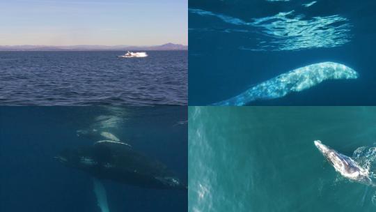 【合集】鲸鱼 鲸鱼跃起视频素材模板下载