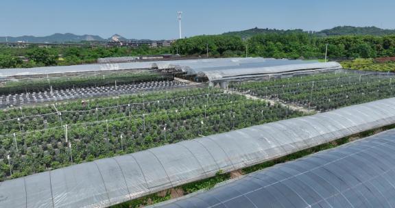 俯瞰农业种植蓝莓园