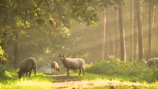 清晨树林里吃草的羊群
