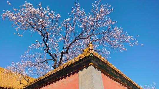 北京故宫紫禁城春天春季盛开的杏花