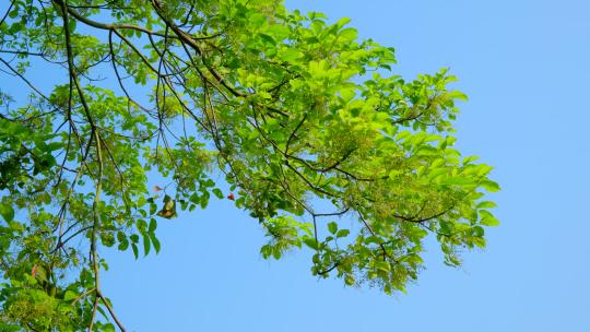 大风吹动树枝摇曳摇摆 风吹树叶 树大招风正版超高清4k商用授权视频素材下载-新片场素材
