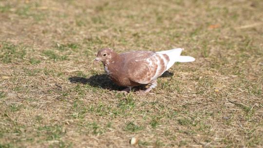 鸽子在草坪上行走觅食寻找食物