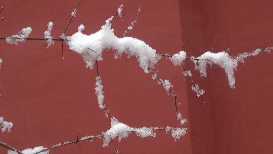 下雪时红墙前挂着厚厚积雪的树枝1视频素材模板下载