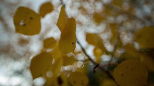 秋季白桦林延时摄影
