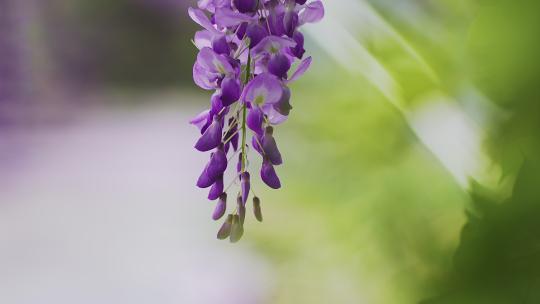 春天风中吹动紫藤花