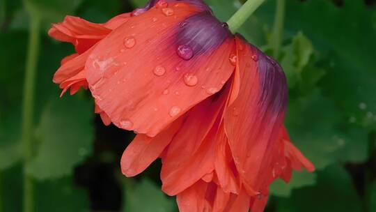 雨后花瓣上的水滴特写