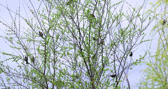 实拍8k榆鸟在春树上