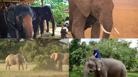 【合集】大象亚洲象骑大象大象打架