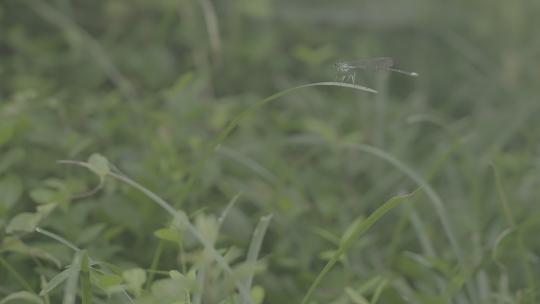 夏日森林湿地公园草丛上逗留的蜻蜓