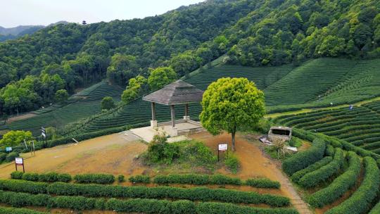 龙井茶山