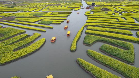 原创江苏泰州兴化千垛景区水上油菜花风光