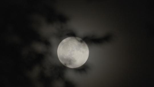 树枝月亮 月亮意境