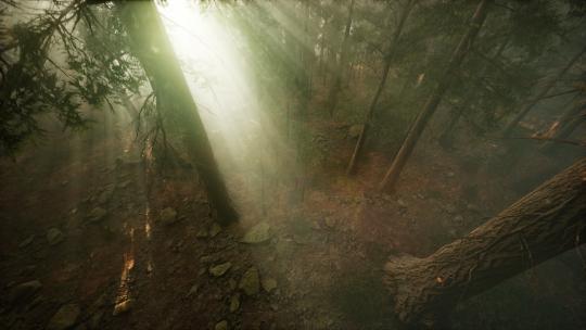 无人机冲破迷雾展示红木和松树