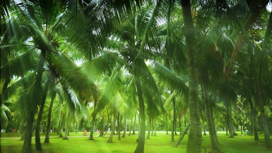 阳光树林 椰树林 椰子树 丁达尔效应视频素材模板下载