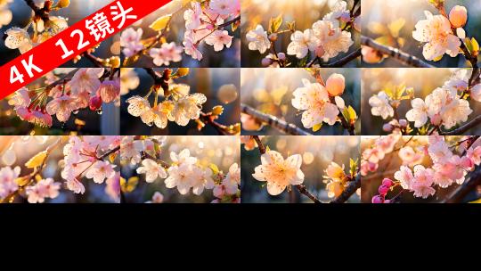 樱花 白色粉色黄色蔷薇科日本国花富4K高清在线视频素材下载
