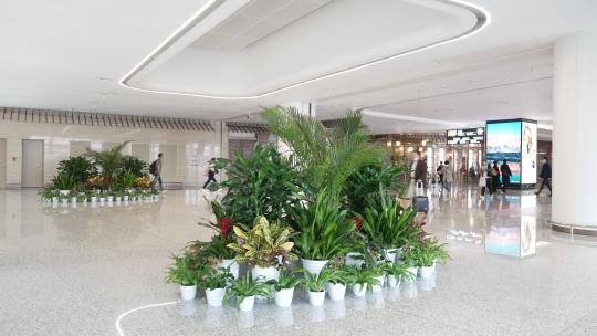 机场内装饰绿植