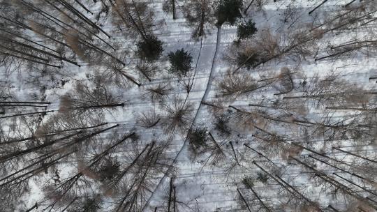 一个人在吉林雪原森林中行走航拍视角
