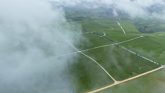 4k 航拍云贵川雨雾下茶园茶坡