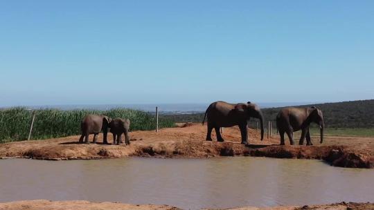 大象 自然保护区