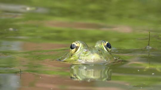 青蛙浮出水面露出眼睛视频素材模板下载