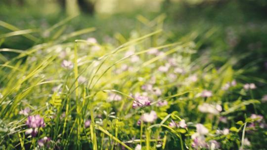 阳光下的草丛和小花