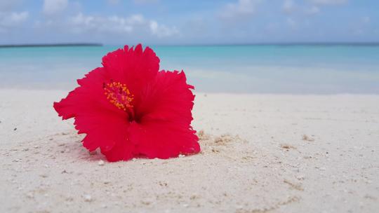 沙滩上一朵红色的花