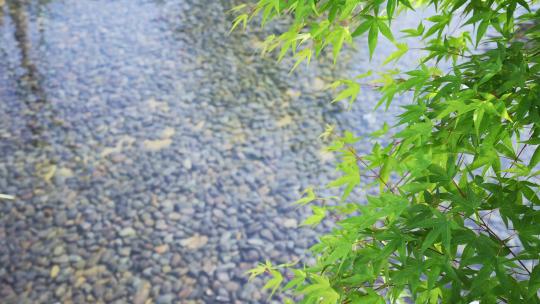 绿色枫树叶子和铺满鹅卵石的水池