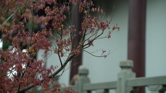 杭州钱王祠春天清明节雨天古建筑自然唯美