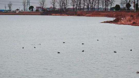 湖面上游泳的鸭群