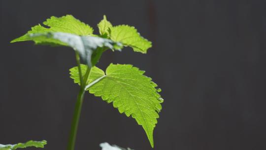 薄荷叶 微距特写