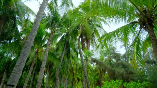 海南三亚椰梦长廊 椰树 椰子树 椰林视频素材模板下载