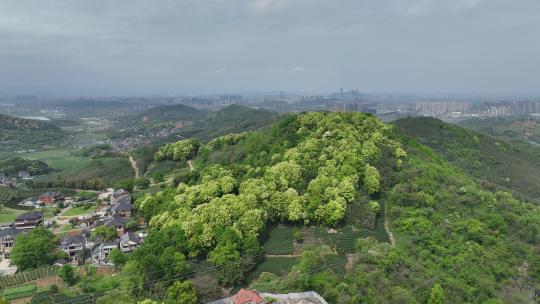 杭拍杭州余杭中泰街道茶山茶园