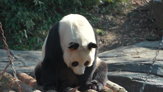 熊猫  动物园 8264