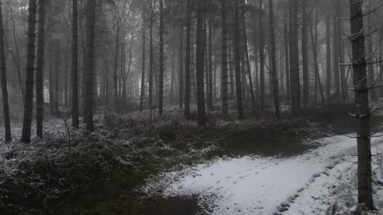 无人机镜头飞过冰冻而雾蒙蒙的森林。