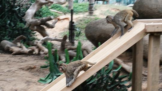 野生猴子猴子滑滑梯