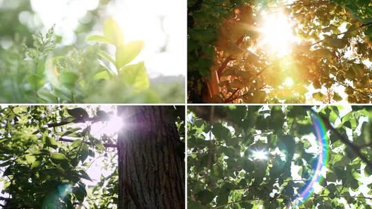 阳光透过树叶光影变化视频素材模板下载