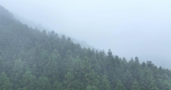 飞越迷雾中的森林树木